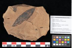 Foto (Objekt + Etikett) von Quercus palaeoilex Ettingshausen (NHMW-GEO-2024-0188-0827)